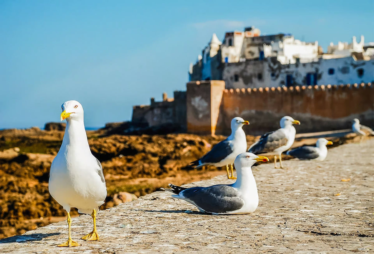 Seagulls on a stone rampart with the white houses and ochre walls of a coastal medina behind