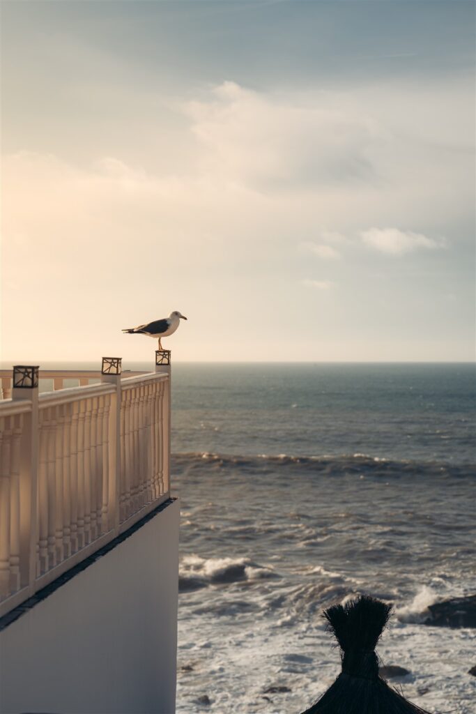 Seagull perched on a white balcony railing above a rough sea under a pale sky