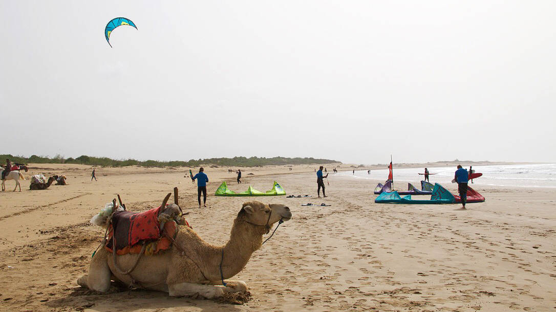 Camel resting on a wide beach while kitesurfers prepare their kites near the water
