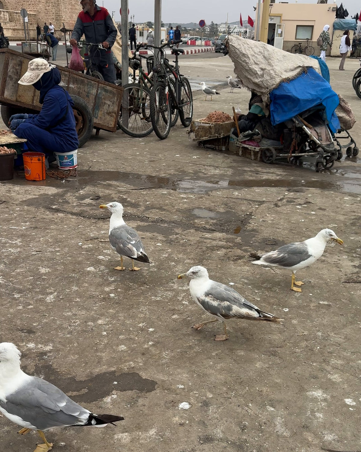 Des goélands sur le quai du port d'Essaouira, près des charrettes et des vélos des pêcheurs
